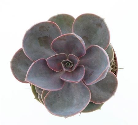 Echeveria Perle Von Nurnberg