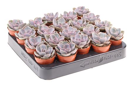 Echeveria Perle Von Nurnberg