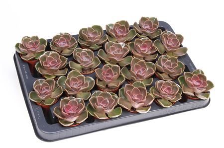 Echeveria Magic Parel
