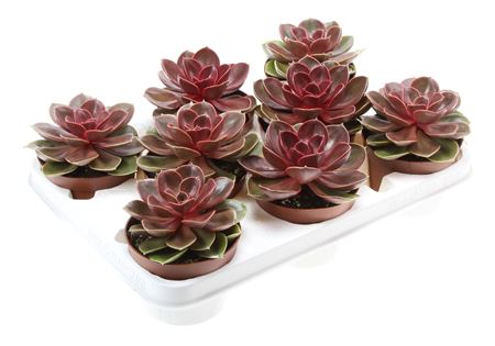 Echeveria Magic Parel