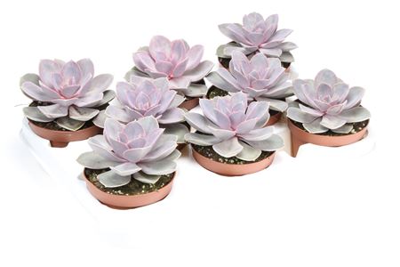 Echeveria Perle Von Nurnberg
