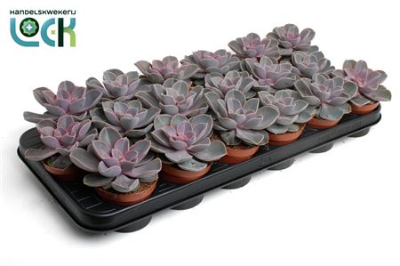 Echeveria Perle Von Nurnberg