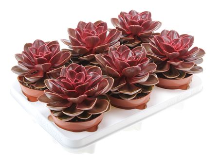 Echeveria Magic Parel
