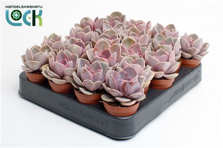 Echeveria Perle Von Nurnberg