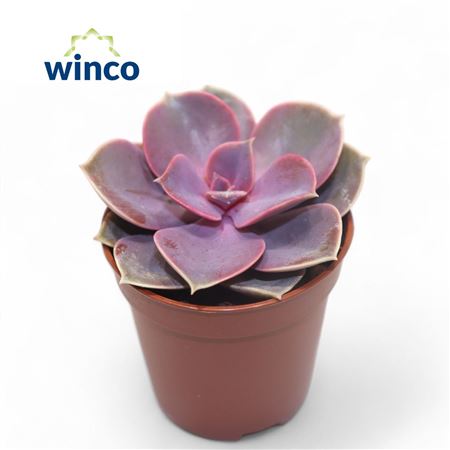 Echeveria Perle Von Nurnberg