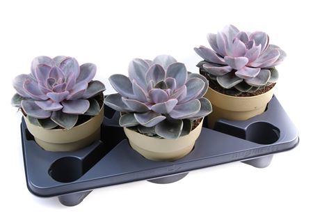Echeveria Perle Von Nurnberg