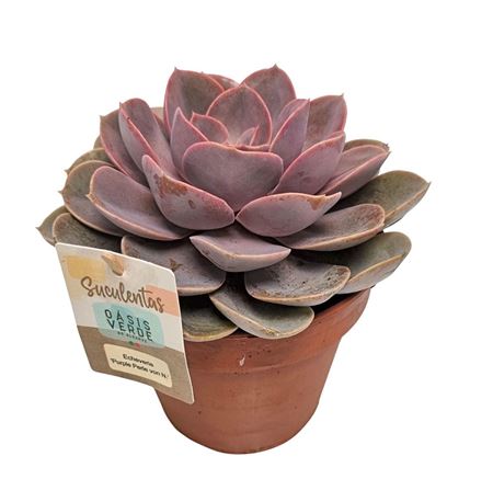 Echeveria Perle Von Nurnberg