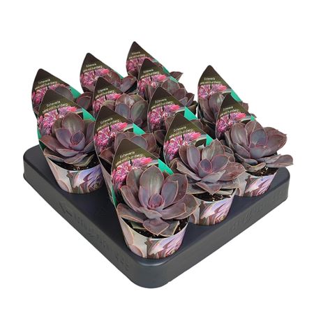 Echeveria Perle Von Nurnberg Potcover