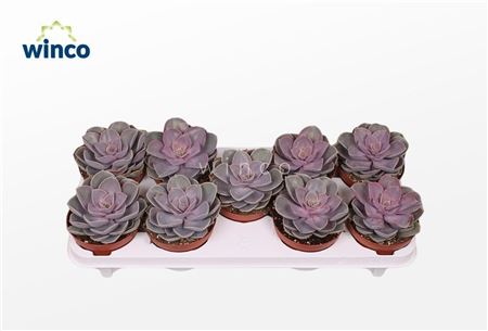 Echeveria Pearl Von Neurenberg