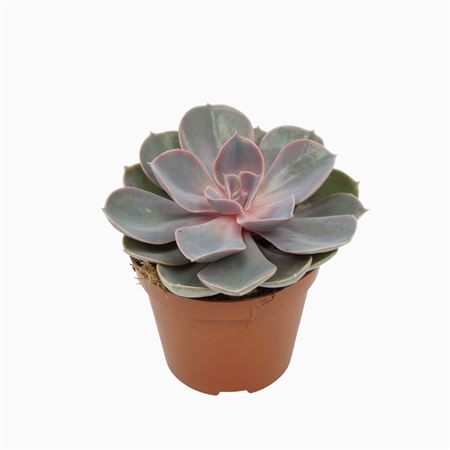 Echeveria Pearl Van Neurenberg