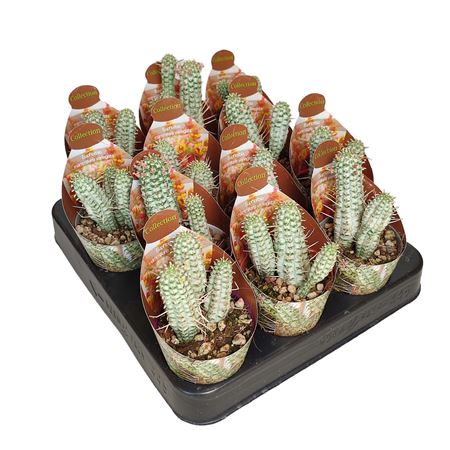 Euphorbia Mammillaris Variegata Potcover