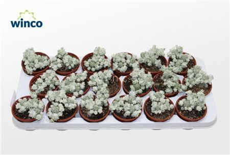 Euphorbia Mammillaris Variegata