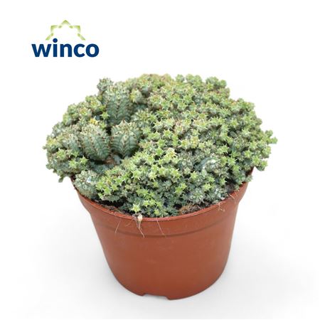 Euphorbia Mammillaris Variegata Monstruosa