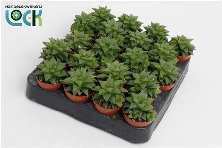 Haworthia Cymbiformis