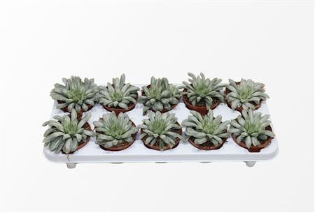 Хавортия Цимбиформис Белый Тигр