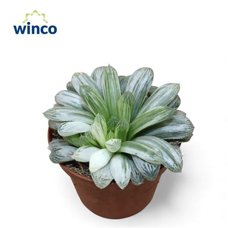 Haworthia Cymbiformis White Tiger