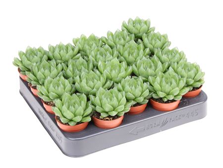 Haworthia Cymbiformis