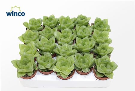 Haworthia Cooperii