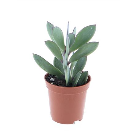 Senecio Crasissimus