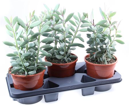 Senecio Crasissimus