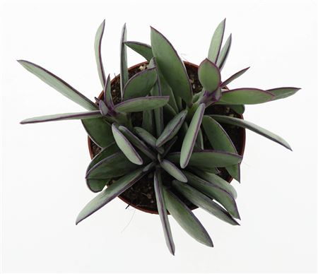 Senecio Crasissimus