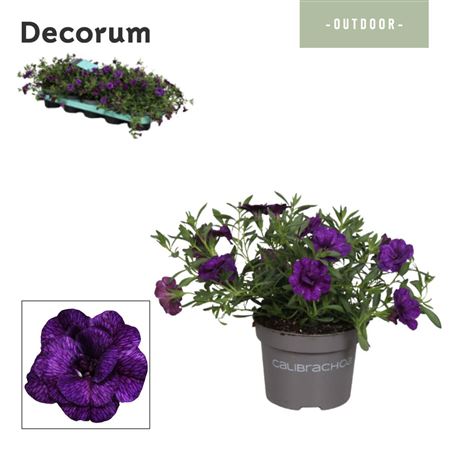 Calibrachoa Uno Double Blue (decorum)