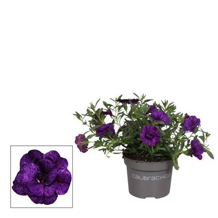 Calibrachoa Uno Double Blue (decorum)