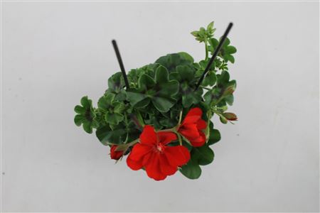Pelargonium Pelt Karolina