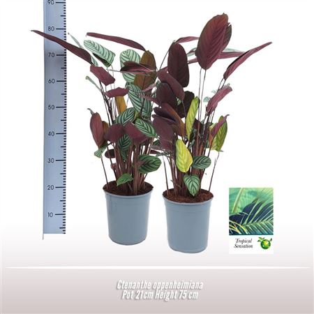 Ктенанте Оппенгеймиана