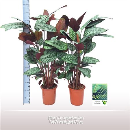 Ctenanthe Oppenheimiana