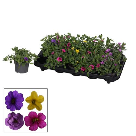 Calibrachoa Mix