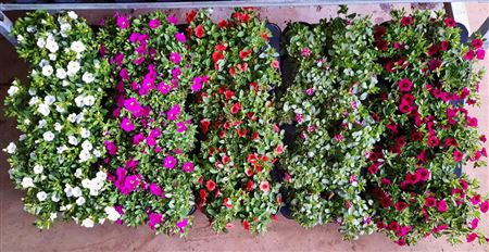 Calibrachoa Minifamous Mix