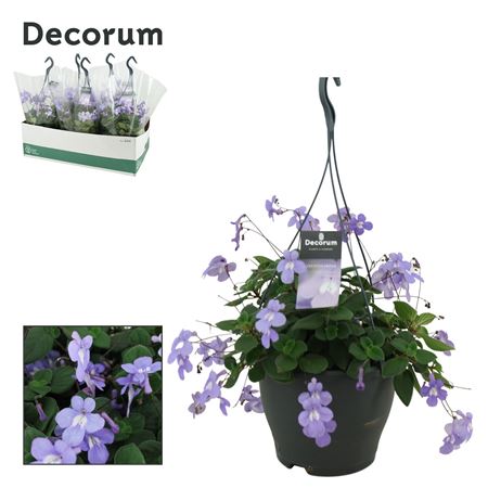 Streptocarpus Saxorum (decorum)