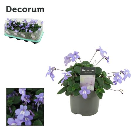 Streptocarpus Saxorum (decorum)