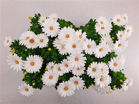 Osteospermum Creme White