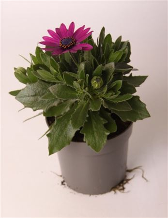 Osteospermum Purple