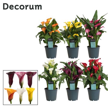 Zantedeschia Mix 5+ (decorum)