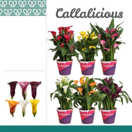 Zantedeschia Mix 4+ В Покрове