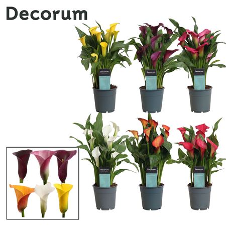 Zantedeschia Mix (decorum)