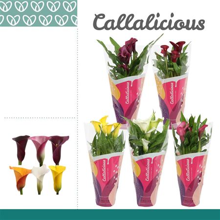 Zantedeschia Mix 3+ In Callalicious Sleeve