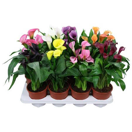 Zantedeschia Mix 4+