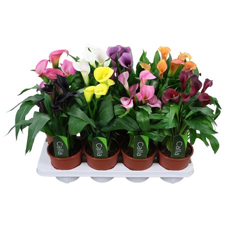 Zantedeschia Mix 5+ Label