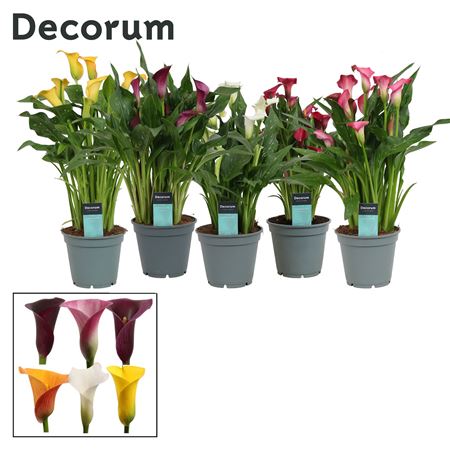 Zantedeschia Mix (decorum)