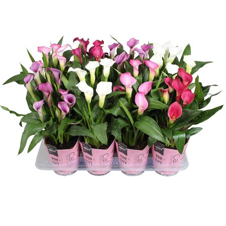 Zantedeschia Mix Pink Potcover