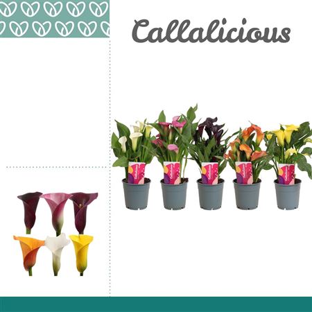 Zantedeschia Mix Short
