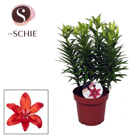 Lilium As Matrix Red 5pp