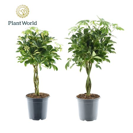 Schefflera Gevlochten Stam Mix