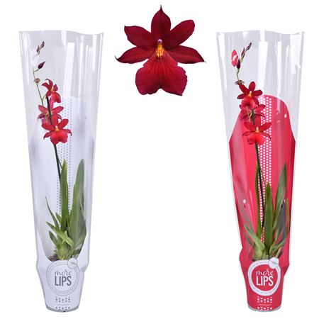 Cambria 1st Nelly Isler In Red And White Sleeve