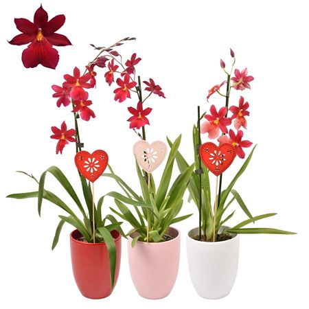 Cambria 1st Nelly Isler Red Velvet  In Pot