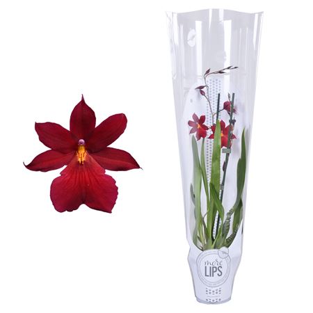 Cambria 2st Nelly Isler In Sleeve White (morelips